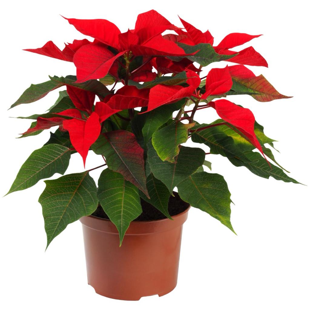 Christmas Decor Bundles