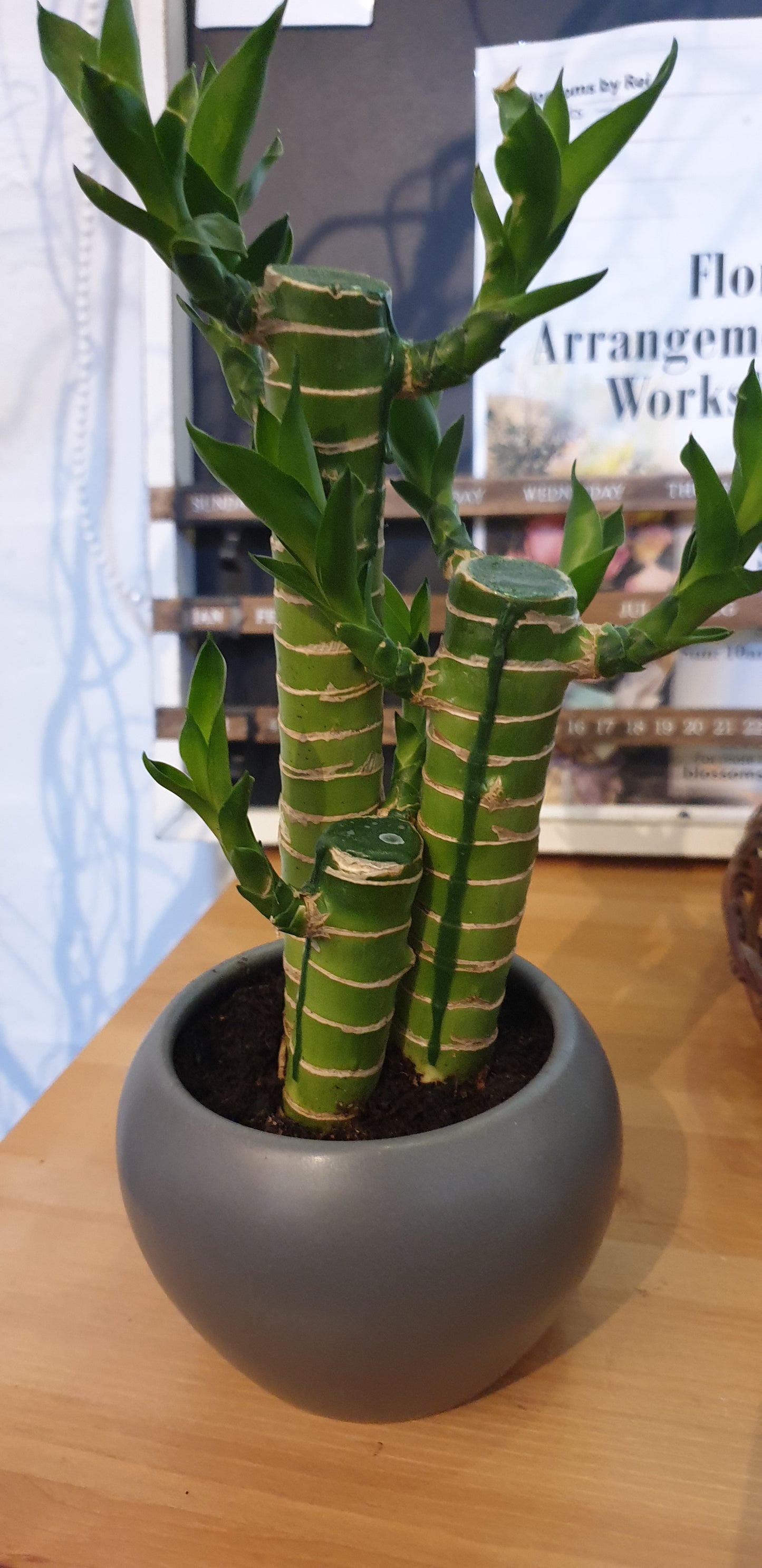 Lucky Bamboo