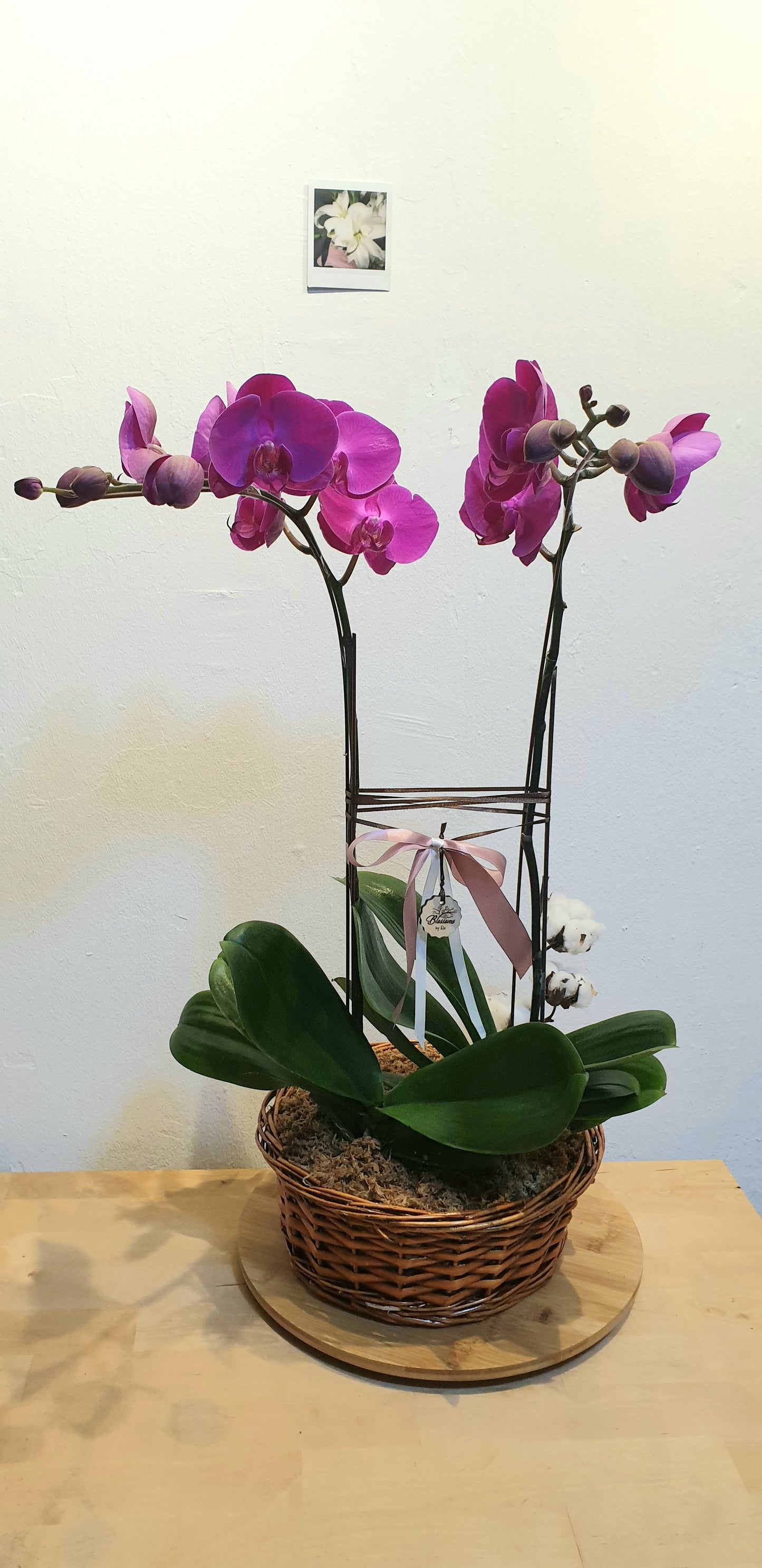 Twin Phalaenopsis Arrangement